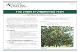 Fire Blight of Ornamental Pears - Texas A&M University · Fire Blight of Ornamental Pears Sheila McBride, Extension Program Specialist David Appel, Professor, Plant Pathology and