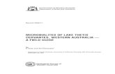 MICROBIALITES OF LAKE THETIS CERVANTES ......Figure 1. Lake Thetis, Perth Basin,W estern Australia, regional location (after Grey et al., 1990). Rockingham Cataby Denham 115 115 30