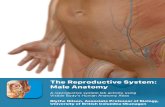 PRE-LAB EXERCISES Manuals/Atlas Lab...PRE-LAB EXERCISES Use the following modules in Visible Body’s Human Anatomy Atlas app to guide your exploration of the reproductive system.
