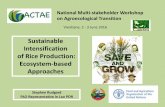 Sustainable Intensification of Rice Production: Ecosystem ...ali-sea.org/wp-content/uploads/RRI-FAO.pdfChampasack Savanakhet Xayaboury Xieng Khouang n/ha. Revenue and gross margin