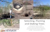 Selecting, Planting and Staking Trees care o… · Selecting, Planting and Staking Trees U.K. Schuch1 and J.J. Kelly2 1Plant Sciences Department and 2Pima County Cooperative Extension,
