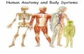 Human Anatomy and Body Systemsorgan systems in your body so they can undergo cellular respiration Major Organs and Their Functions Heart –the major muscle of the circulatory system--