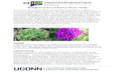 Biological Control of Western Flower Thripsipm.uconn.edu/documents/raw2/1115... · Biological Control of Western Flower Thrips The western flower thrips (WFT), Frankliniella occidentalis,