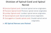 Division of Spinal Cord and Spinal Nerve · Supply of Thoracic Nerve Ventral branches of 1st one (in goat/sheep) or 1st and 2nd (in cattle, horse, dog) in association with last three