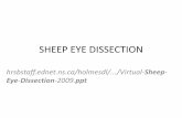 Sheep Eye Dissection · 10/29/2019  · Sheep Eye Dissection Author: Dee Ann S. Sato Created Date: 10/29/2019 11:27:17 AM ...