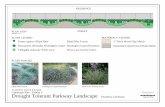 Wheeler Company Drought Tolerant Parkway Landscape · PLANT IMAGES Tulbaghia violaceae 'Silver Lace' Silver Lace Society Garlic Rosmarinus officinalis 'Huntington Carpet' Festuca