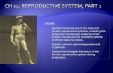 Ch 27: Reproductive Systemlpc1.clpccd.cc.ca.us/lpc/jgallagher/anat1/Chapter25Repro...gross and microscopic anatomy of the organs, structures and accessory glands and their basic functions.