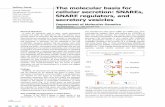 Jeffrey Gerst The molecular basis for cellular secretion ... · trafficking of secretory vesicles in yeast. J. Cell Biol. 143, 1167-1182. Gerst, J.E. (1999) SNAREs and SNARE regulators