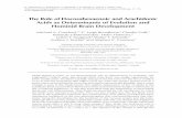 The Role of Docosahexaenoic and Arachidonic Acids as ... · Acids as Determinants of Evolution and Hominid Brain Development Michael A. Crawford,1* C. Leigh Broadhurst,2 Claudio Galli,3