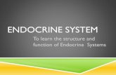 Reproductive and Endocrine systems · Endocrine and Reproductive Systems Consists of endocrine glands that control sexual reproduction. OVARIES FUNCTION:-Egg production-Sexual maturity-Healthy