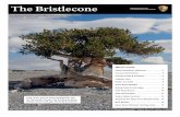 The Bristlecone U.S. Department of the Interior · next day’s hike among bristlecone pine trees up to 5,000 years old. Do not miss seeing the stained glass panorama or the newest