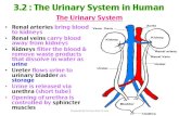 3.2 : The Urinary System in Human · 3.2 : The Urinary System in Human! Functions of Kidneys! Formation of urine! • Filter excess water, mineral salts & nitrogenous waste products