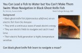 You Can Lead a Fish to Water but You Can’t Make Them ...€¦ · You Can Lead a Fish to Water but You Can’t Make Them Swim: Maze Navigation in Black Ghost Knife Fish Ry Dennis,