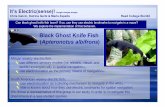 Black Ghost Knife Fish Apteronotus albifrons...Hypothesis: Black ghost knife fish can learn over time. Day # Time (seconds) Floy 2C Bon Jovi 3C 1C Figure 1. Learning curve for fish