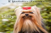 E Yorkshire Terrierseyorkshireterriers.homestead.com/E_Yorkshire... · Sassyville Yorkies. Proudly celebrates. Expertly Handled by Denna Walts. 352-793-7987 ‘Snickers’ ...