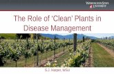 The Role of ‘Clean’ Plants in Disease Management...• Some are specific to grapevines, many have a wide host range. • New viruses are being reported every ... CPCNW Grapevines