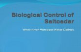 Biological Control of Saltcedar...Biological Control of Saltcedar White River Municipal Water District Saltcedar Tamarix spp. •Introduced to the United States from Asia in the 1830s
