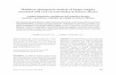 Multilocus phylogenetic analysis of fungal complex …...pudrición radicular en sandía en la región. Palabras clave: análisis multilocus, Fusarium, Ce-ratobasidium, Rhizoctonia