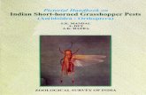Pictorial Handbook onfaunaofindia.nic.in/PDFVolumes/hpg/026/index.pdf · Pictorial Handbook on Indian Short-horned Grasshopper Pests (Acridoidea: Orthoptera)) S.K.MANDAL A.DEY A.K.HAZRA