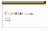 The Cell Membrane - Mrs. Moretz's Science Siteelizabethmoretz.weebly.com/.../the_cell_membrane.pdf · 2018-09-11 · Modeling the Membrane Create a model of the cell membrane Label