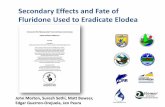 Secondary Effects and Fate of Fluridone Used to Eradicate ... · 23/07/2014  · John Morton, Suresh Sethi, Matt Bowser, Edgar Guerron-Orejuela, Jen Peura. Fluridone kills elodea