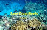 Save Coral Reefs - northvillesteamfair.comMost coral reefs are found in the photic zone (sunlight zone) near land. Therefore, they are vulnerable to damage by human activities like