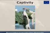 Captivity - Institut Plavi svijet · In captivity: Since 1961 –134 captured 80% mortality Length of survival in captivity - av. < 6yrs Average age < 30 yrs April 2001 –49 orcas