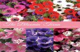 Texas State Florists Association - The Bloomin’ Texan...Texas florists are expanding local supplies of cut flowers and sales of a variety of fresh Texas products in their shops.
