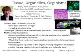 Tissues, Organs and Physiology Modeling€¦ · Tissues, Organs and Physiology Modeling ... Blue Brain/EPFL Opportunies in Biology at the extreme scale of compung Aug 17‐19, 2009