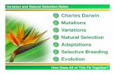 Variation and Natural Selection Notes - 2010€¦ · Variation and Natural Selection Notes . Selective Breeding Selective breeding is when animals are bred on purpose to bring about