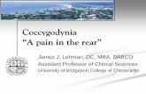 Coccygodynia “A pain in the rear” - Coccyx Pain Treatment · 1% of back pain reported to physicians. Causes Because patients often mention a fall ... This episode of pain in the