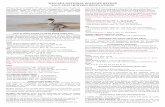 WILLAPA NATIONAL WILDLIFE REFUGE 2015-2016 HUNTING …...Oct. 17 - 25; Nov. 14 - Jan. 10; closed to dusky Canada goose Canada goose hunting is permitted on the Riekkola Unit on Saturdays,