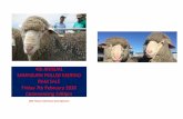 4th ANNUAL MARYBURN POLLED MERINO Image result for south ... · 2833 Tekapo Twizel Road, State Highway 8 Friday 7th February 2020 Commencing 3:00pm 4th ANNUAL RAM SALE MARYBURN POLLED
