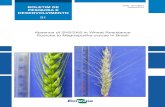 91 Absence of 2NS/2AS in Wheat Resistance Sources to …ainfo.cnptia.embrapa.br/digital/bitstream/item/182539/1/... · 2018-09-07 · Absence of 2NS/2AS in wheat resistance sources