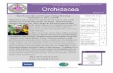 Orchidacea September 2017 Page The Orchid Society of the ...triangleorchidsociety.org/newsletter/2017/Sep2017.pdf · Paul Virtue 8 - 9 Upcoming Events, Future Meetings, Map and Directions