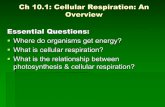 Ch 10.1: Cellular Respiration: An Overview Essential Questionsblogs.4j.lane.edu/landis/files/2018/10/ch-10.1-notes... · 2018-10-09 · Ch 10.1: Cellular Respiration: An Overview