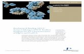 Author: Daniel Cardillo - PerkinElmer · 2017-06-23 · IgG, and lastly the FcRI protein, to give both the labeled and γ unlabeled immunoglobulins an equal chance to bind the FcRI