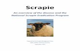 Scrapie - DATCP Home Homepage...the National Scrapie Eradication Program (NSEP) , was put into regulation in September 2001 . The NSEP retained the SFCP, updated the interstate movement