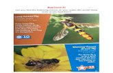 Bug hunt 2! - Great Ellingham · Bug hunt 2! Can you find the following insects on your walks this week? Keep score as you find them! Long hoverfly Scientific name Sphaerophoria spp.