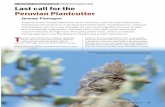 >> GLOBALLY THREATENED BIRD PERUVIAN ......7 Male Peruvian Plantcutter Phytotoma raimondii on an Algarrobo tree, Lobitos, Piura, October 2017. 7 Neotropical Birding 23 63 by Nolazco