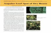 Angular Leaf Spot of Dry Beans - archive.lib.msu.eduarchive.lib.msu.edu/DMC/Ag. Ext. 2007-Chelsie/PDF/e1753-1984.pdf · BLACK B-190 Black Beauty Black Magic Black Turtle Soup Domino