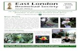 East LondonEast London - WordPress.com€¦ · advantages in growing bromeliads. The area from Florida to California is a bromeliad paradise. It often provides the biennial meeting