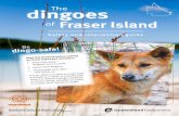 The dingoes of Fraser Island - safety and information guide · • provide Fraser Island visitors with a safe, enjoyable opportunity to Kview dingoes in their feed the pups. Only