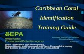 Caribbean Coral Identification Training Guide EPA · Gulf Ecology Division in Gulf Breeze, Florida 32561 Caribbean Coral . Identification. Training Guide. Prepared for the EPA Coral