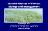 Invasive Grasses of Florida: biology and managementdiscover.pbcgov.org/coextension/horticulture/pdf...• Identification! • Control method • Level of infestation • Location •