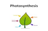 Photosynthesis · Photosynthesis Summary •The reactions of photosynthesis use solar energy to convert carbon dioxide and water into high energy sugars (glucose) and oxygen gas .