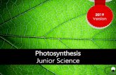 Photosynthesis Junior Sciencegzscienceclassonline.weebly.com/uploads/1/1/3/6/... · Photosynthesis happens in the chloroplasts/ chlorophyll in the leaf cells The cells at the top