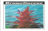 Bromeliad Society of Queensland Inc€¦ · Dream cv Lucky 7 Class 2: Guzmania species and hybrids I L & O Trevor - Guzmania Lingulata Cardinalis 2 L & O Trevor - Guzmania x Empire