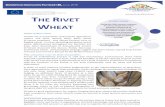 Diversifood innovation factsheet#5 Rivet Wheat€¦ · English wheat - is a free-threshing tetraploid cereal, which differentiated throughout the Neolithic era from other descendants