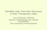 Dendritic cells: from their Discovery to their Therapeutic ... · dendritic cells priming of T cells (Bruce Beutler and Jules Hoffmann, shared Nobel in 2011) •Utilizing dendritic